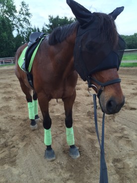 After our last ride. He was such a good boy.